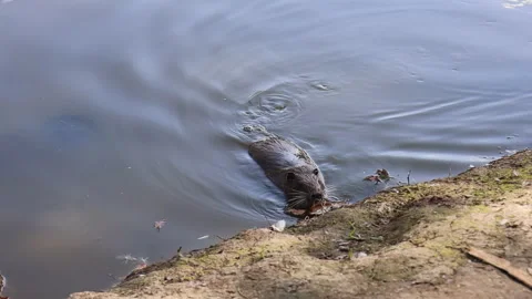 White nutria at the zoo	 Video stock 282821665