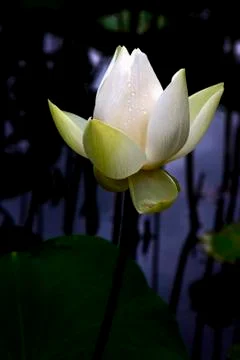 White nymphaea alba Foto stock