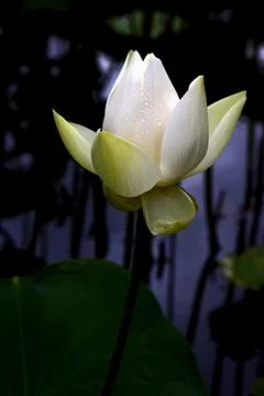 White nymphaea alba Foto stock
