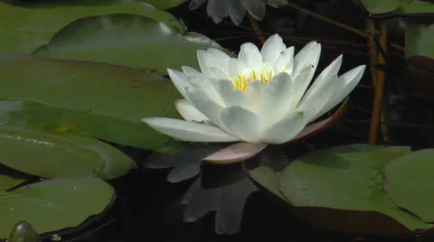 White nymphea closeup Stock Footage 24805936