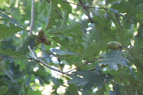 White Oak Acorns Vídeos de archivo 848764