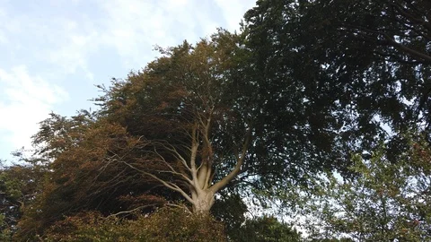 White Oak with Blue Sky as Background. 4K Landscape Footage Stock-Footage 114446555