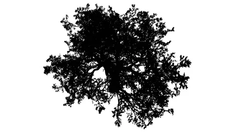 White Oak Quercus Alba Crown Top Down Silhouette of Animated Tree is Swaying at Stock Footage 60604201