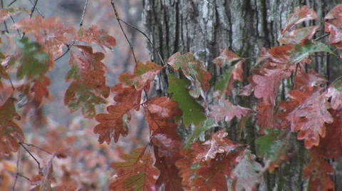 White Oak Rain 動画素材 990101