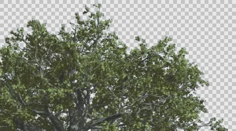 White Oak Top of Crown Tree is Swaying at The Wind Green Tree Leaves Are Stock Footage 57831918