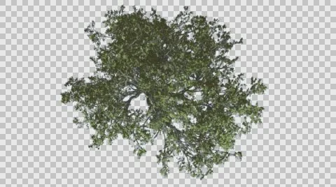 White Oak Top Down Tree is Swaying at The Wind Green Tree Leaves Are Fluttering Stock Footage 57828369