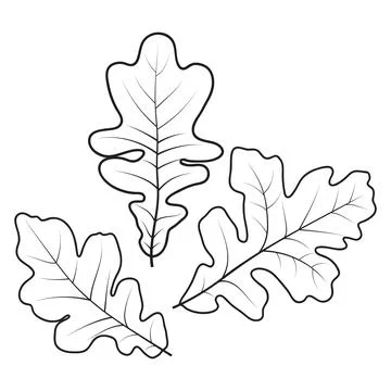 White Oak tree leaves, vector illustration. Oak leaf outlines, coloring page. Stock Illustration
