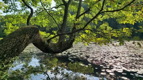 White Oak Tree Over Lilly Pad Pond Jenny Jump Stock Photos