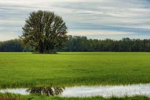 White Oak Tree stands alone in a grassy field Stock Photos