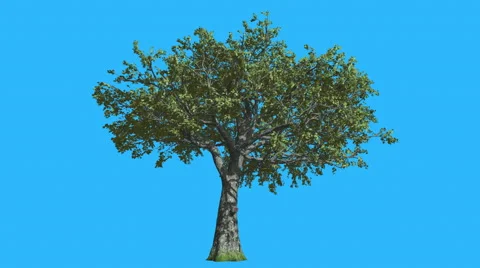 White Oak Tree is Swaying at The Wind Green Tree Leaves Are Fluttering Crown in Stock Footage 57821220
