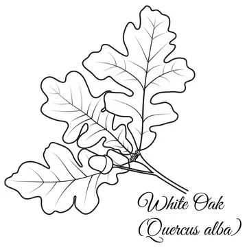 White Oak tree twig with leaves, acorn, vector illustration. Coloring book page. Stock Illustration