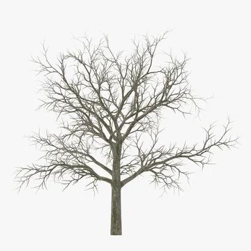 White Oak Tree Winter 3D Model