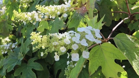 White oakleaf hydrangea blooms swaying in sparkling sunlight Stock Footage 336895070