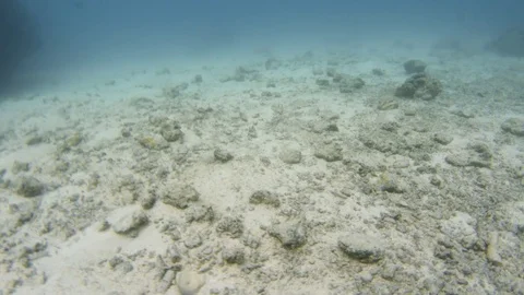 The white ocean floor Stock-Footage 82652042