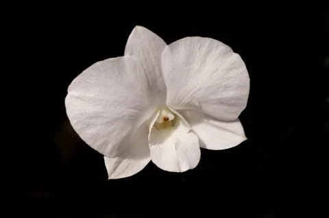 White Ochid Stock Photos