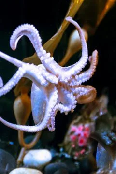 White octopus with big tentacles under water Stock Photos