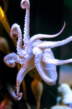 White octopus with big tentacles under water 库存照片