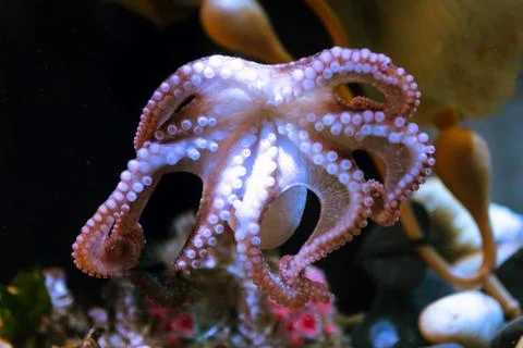 White octopus with big tentacles under water 库存照片