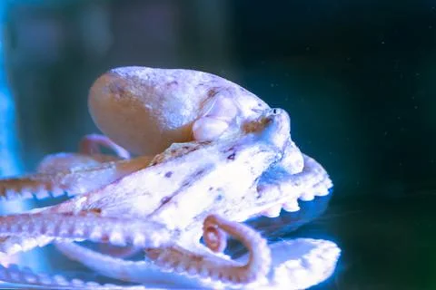 White octopus with big tentacles under water Photos