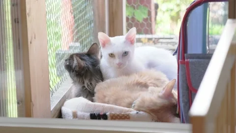 White odd eye cat in the cage Stock Footage 132154192