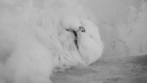 White old angora cat lies on the table and yawns. Domestic animal. Stock Footage 220443319