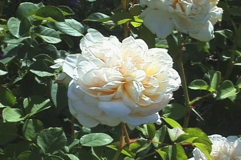 White Old Climbing Rose CU Stock Footage 291503