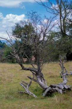 White old dead tree fallen in the grass Stock Photos