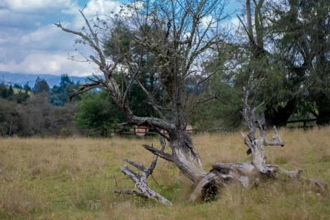 White old dead tree fallen in the grass Stockfoto's