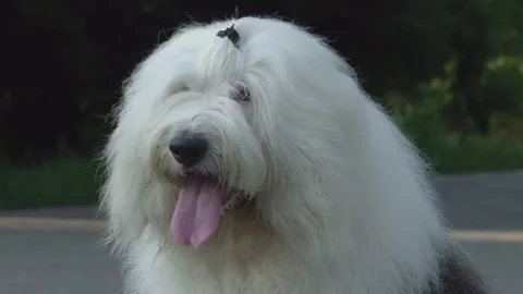 Vertical shot of a cute white Old English Sheepdog with a stuck