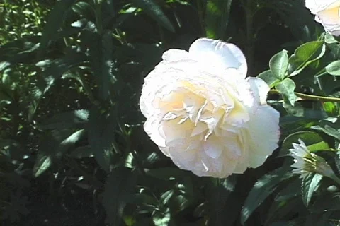 White Old Rose CU Stock Footage 291926