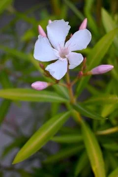 A white oleander bloom and unopened pink buds stand against green foliage in  Fotos Stock