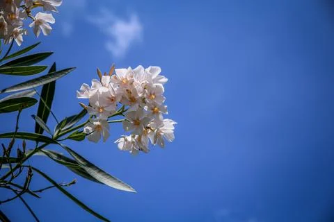 White Oleander Bloom Stock Photos