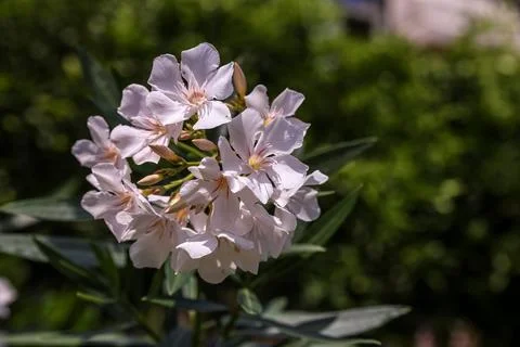 White Oleander Bloom Stock Photos