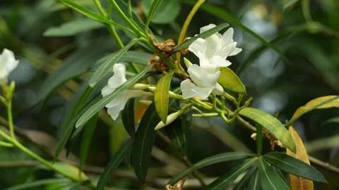 White Oleander Flower in Nature (4K High Res) Vidéo 336766053