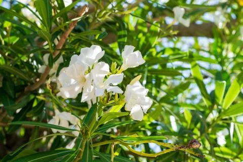 White oleander flowers. Stock Photos