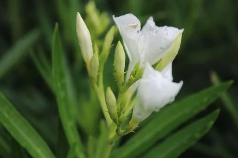 White oleander flowers Stock Photos