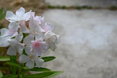 White oleander flowers Stock Photos
