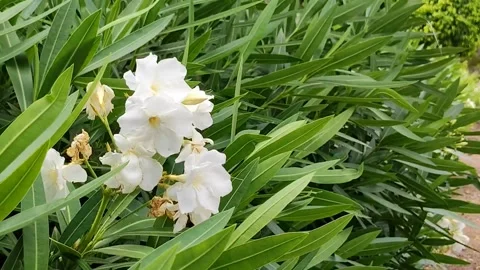 White Oleander Flowers in Slow Motion Green Bush 1080p Video stock 335281465