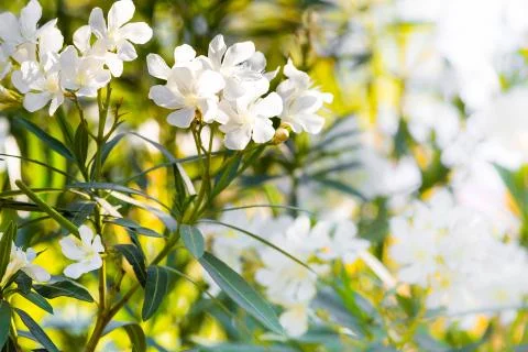 White oleander flowers, spring or summer background Stock Photos