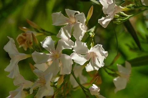 White Oleander Nerium oleander Bloom Close-up Toxic Evergreen Shrub Stock Photos