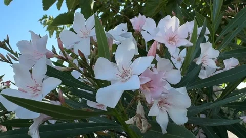 White Oleander Nerium oleander blossoms and flower buds growing among lanceolate Stock-Footage 337396514