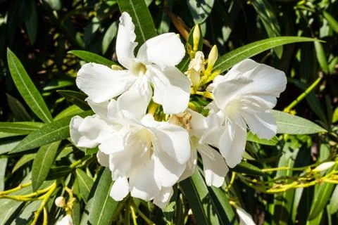 White oleander Stock Photos