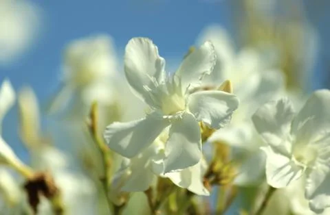 White oleander 写真素材