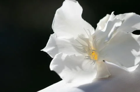 White oleander Stock Photos