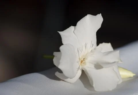 White oleander Stock Photos