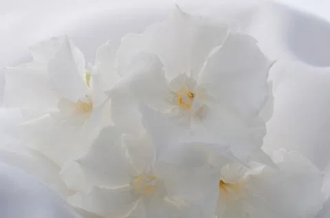 White oleander Stock Photos