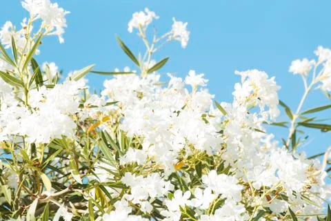 White oleander Stock Photos