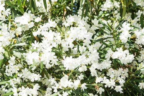 White oleander Stock Photos