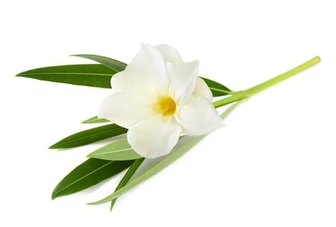 White oleander Stock Photos