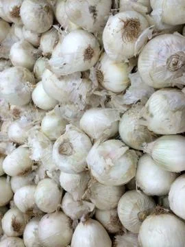 White onion background Photos